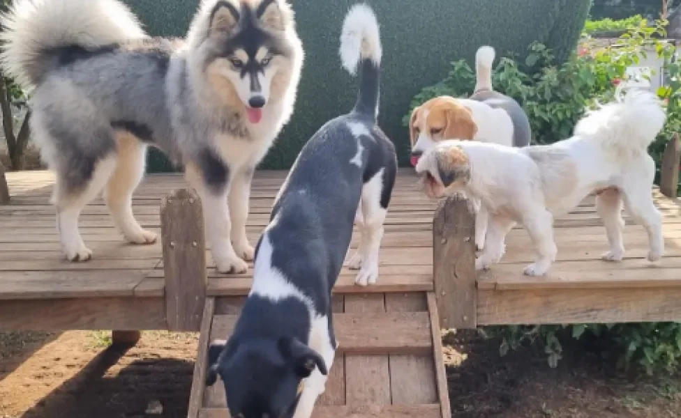 cachorros descendo escorrega