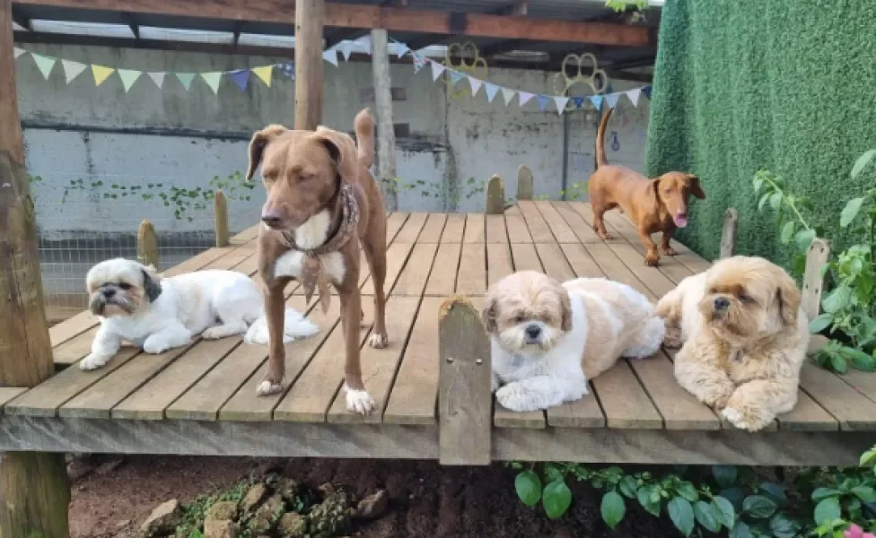 cachorros em cima de uma plataforma de madeira