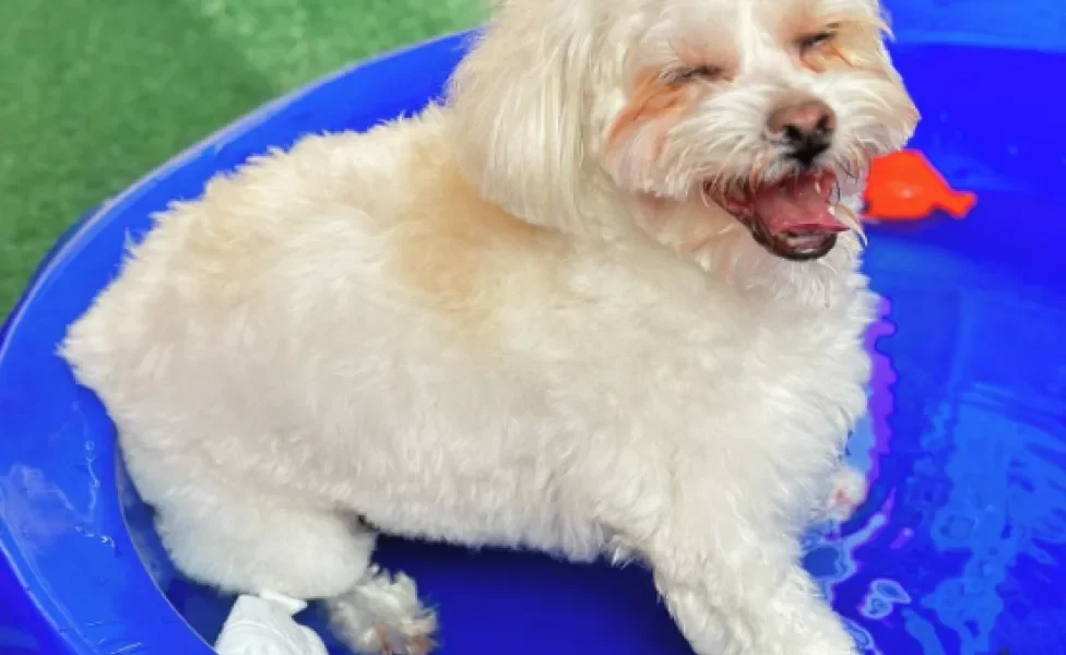 cachorro branco feliz na piscina