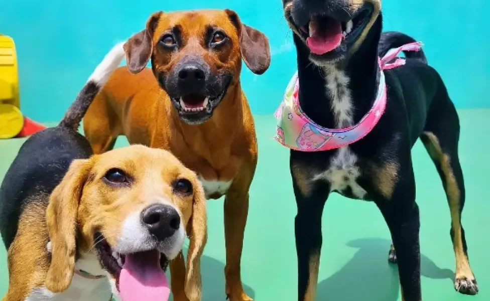 três cachorros felizes na creche