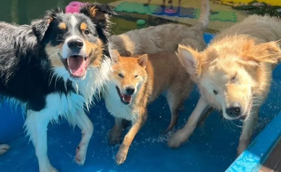 cachorros na piscina