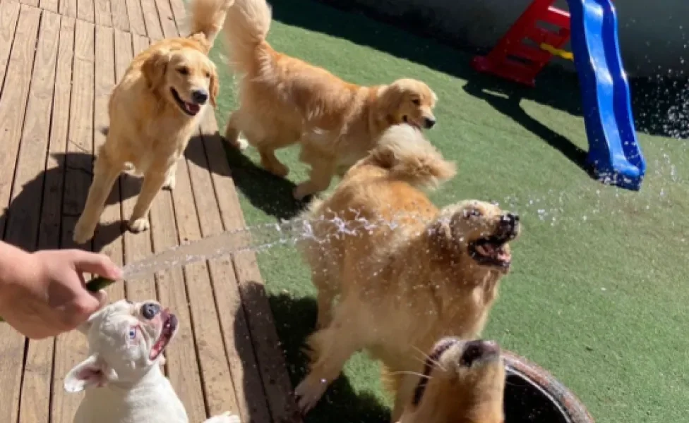 cachorros brincando ao ar livre