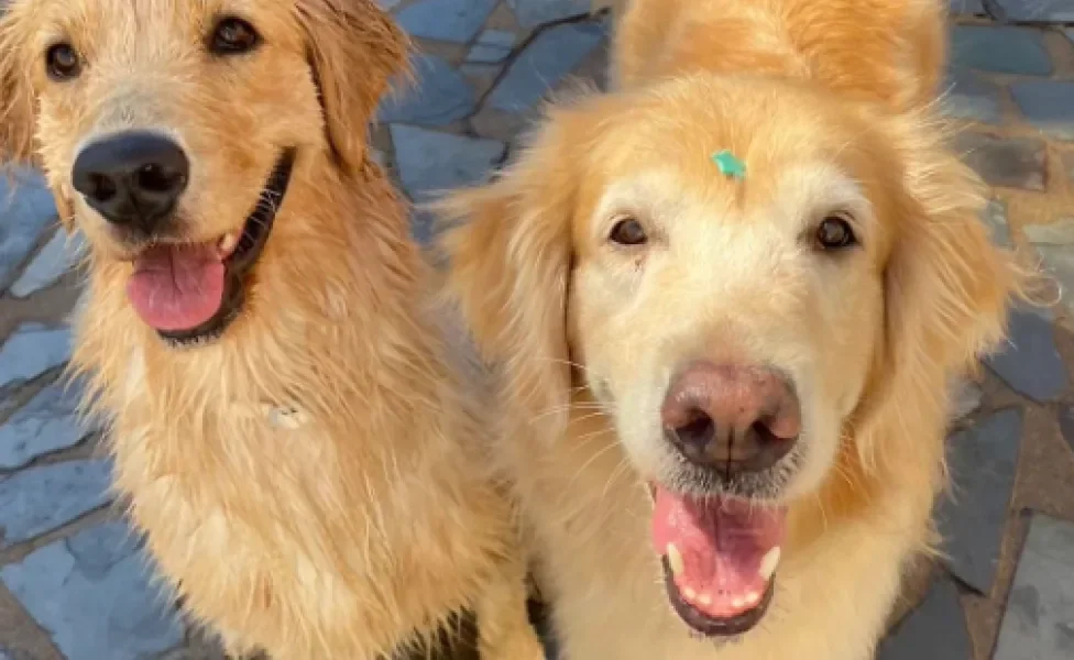 cachorros felizes peludos