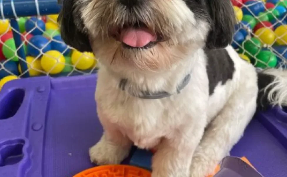 cachorro shih tzu feliz