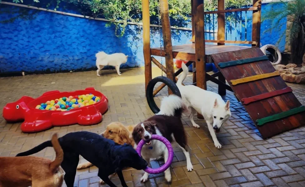 cachorros na creche