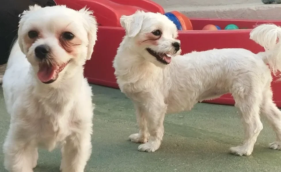 creche legal de cachorro com dois cães