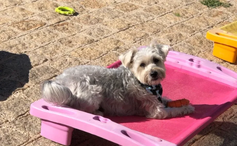 cachorro pegando sol em esteira rosa