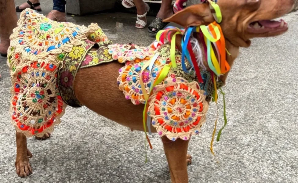 cachorro fantasiado andando pela rua