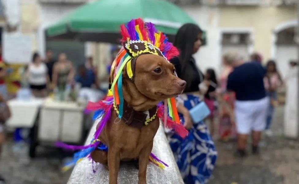 cachorro fantasiado pousando em cima de uma bancada