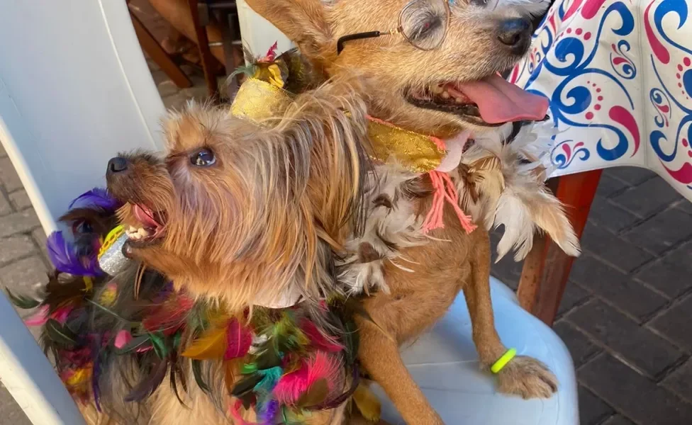 dois cachorros fantasiados em cima de uma cadeira branca