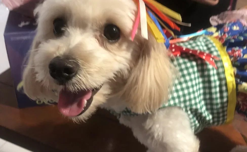 cachorro branco peludo fantasiado com a boca aberta