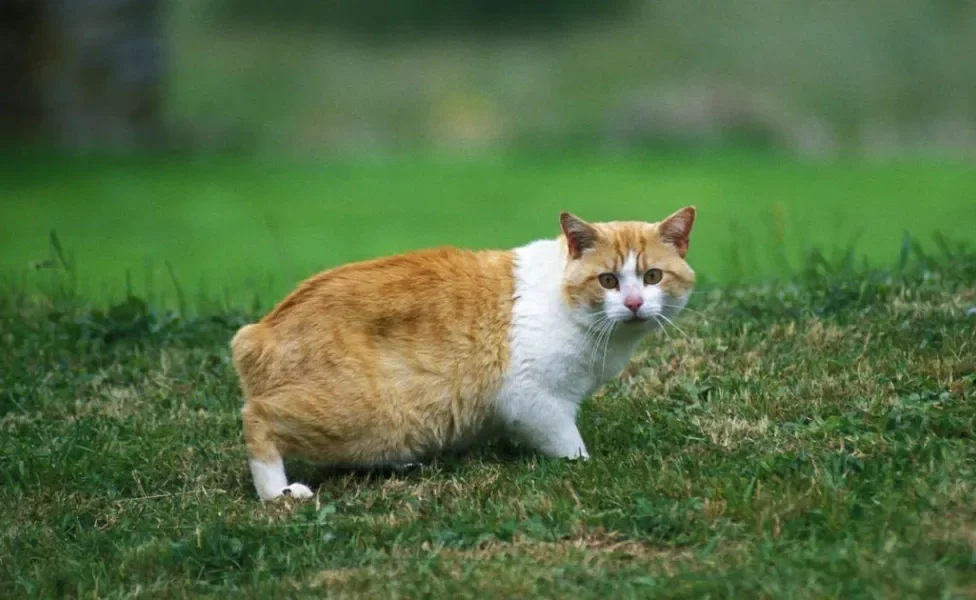 O gato Manês é conhecido por ser um gato sem rabo