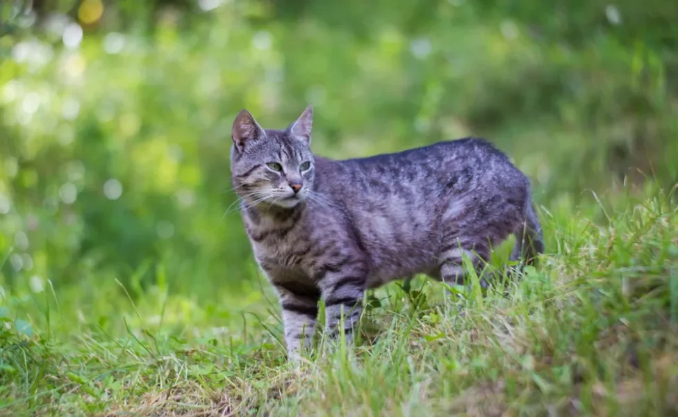 gato manês malhado andando pelo parque