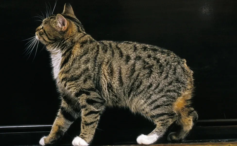 gato manês malhado com fundo preto