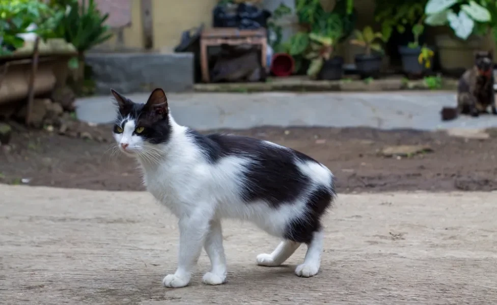 gato manês frajola andando pela rua