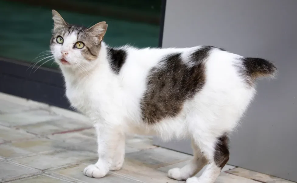 gato manês bicolor olhando para o lado