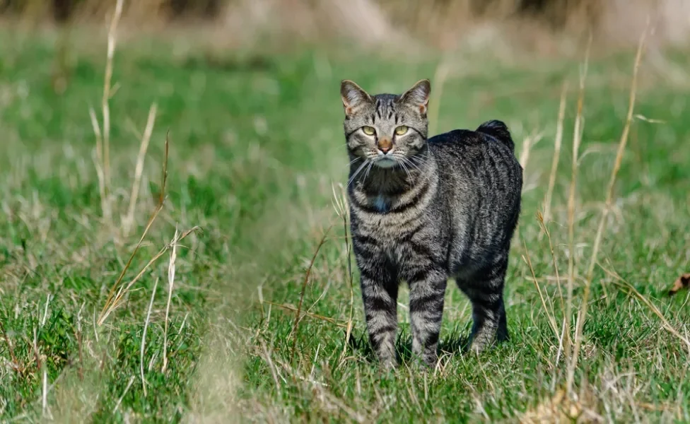 gato manês malhado em cima de gramado