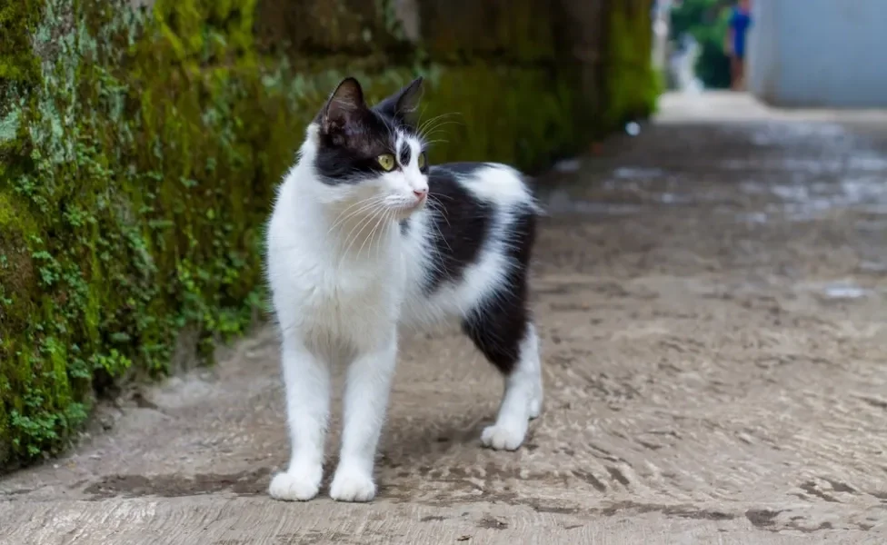 gato manês preto e branco andando ao ar livre