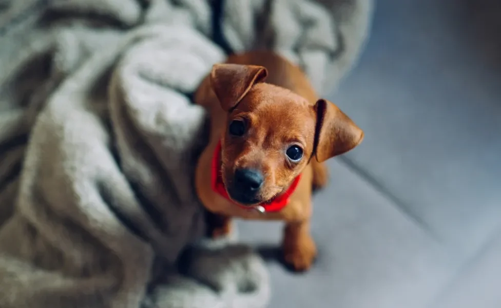 pinscher caramelo olhando para cima