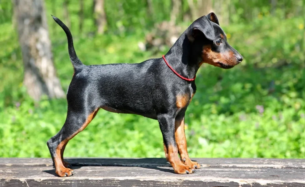 pinscher 0 preto visto de lado