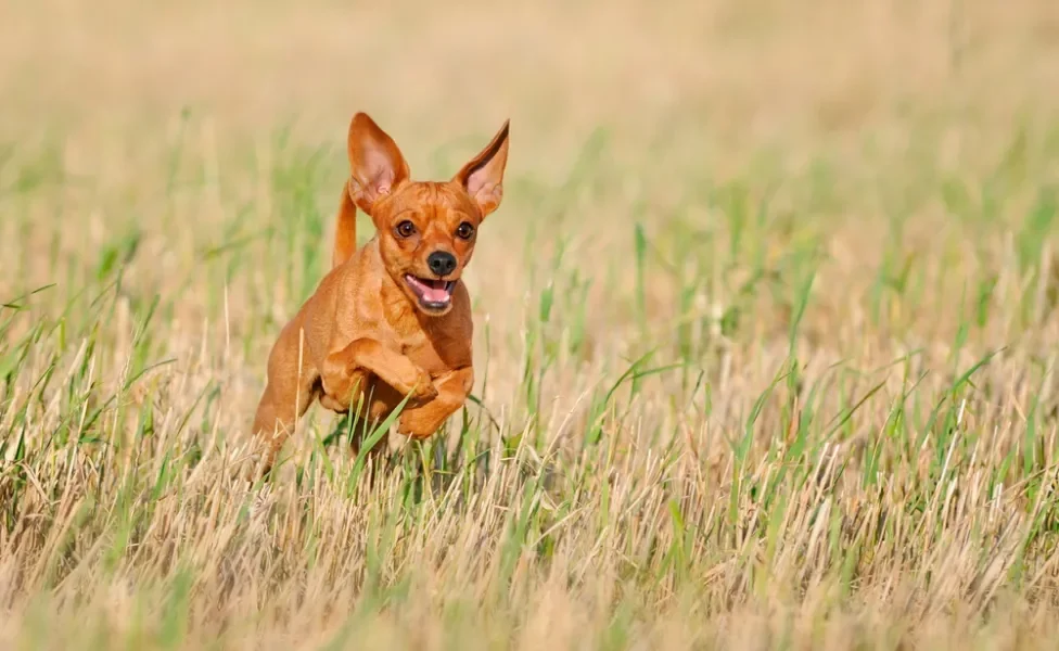 pinscher 0 caramelo correndo em gramado