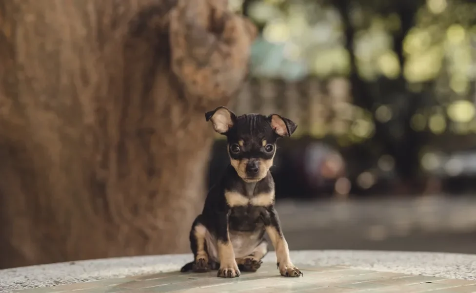 filhote de pinscher 0 sentado