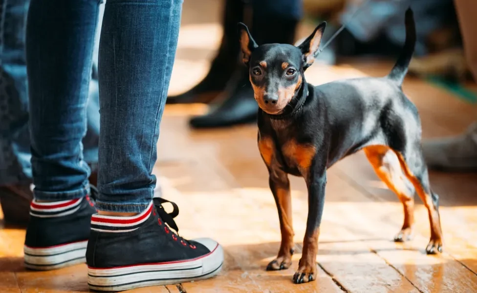 pinscher 0 em pé perto de pernas de uma pessoa