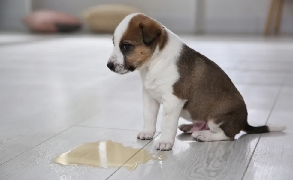 Aprenda a preparar um repelente caseiro para cachorro não urinar no local errado