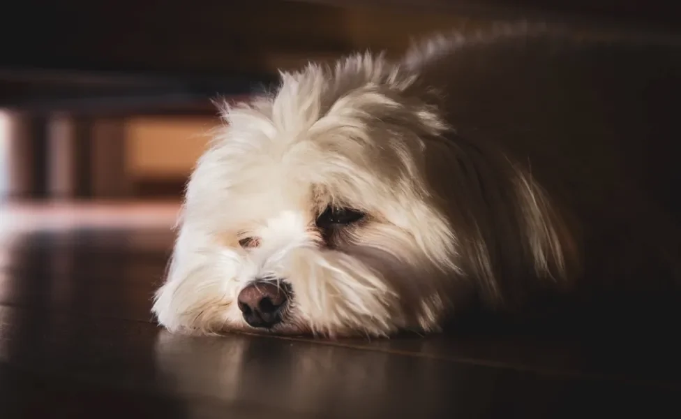 Cachorro Maltês idoso deitado