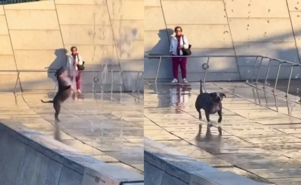 Cachorro brincando na água encanta internautas (Créditos: Instagra,/@pubity)