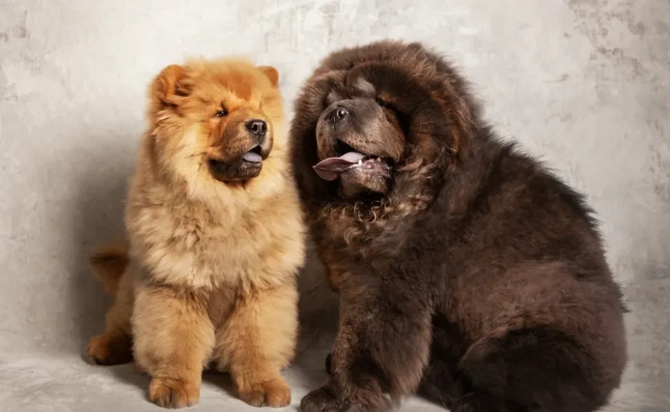 chow chow dourado e outro preto lado a lado