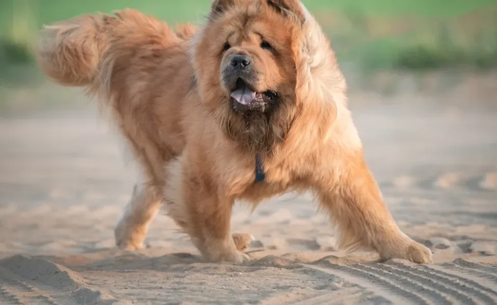 chow chow caminhando em terreno de areia