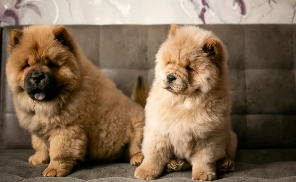 dois filhotes de chow chow sentados um do lado do outro