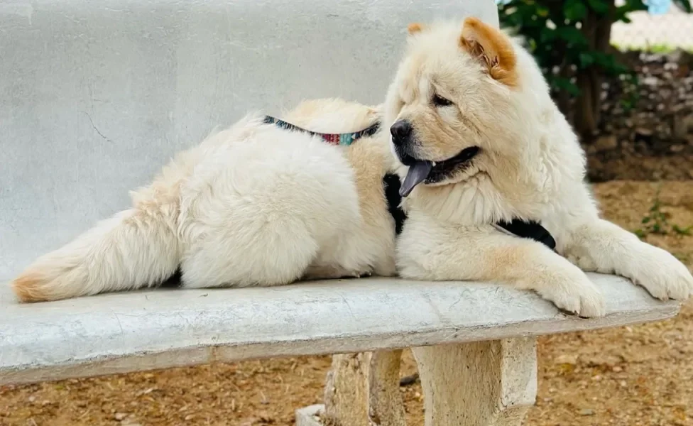 chow chow branco deitado em cima de banco no parque