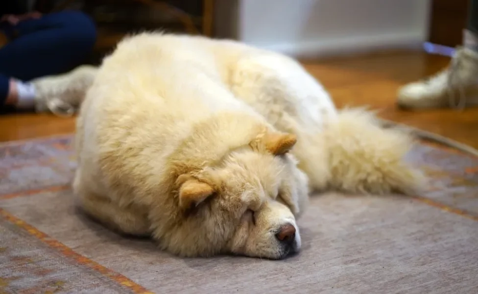 chow chow branco deitado dormindo no chão