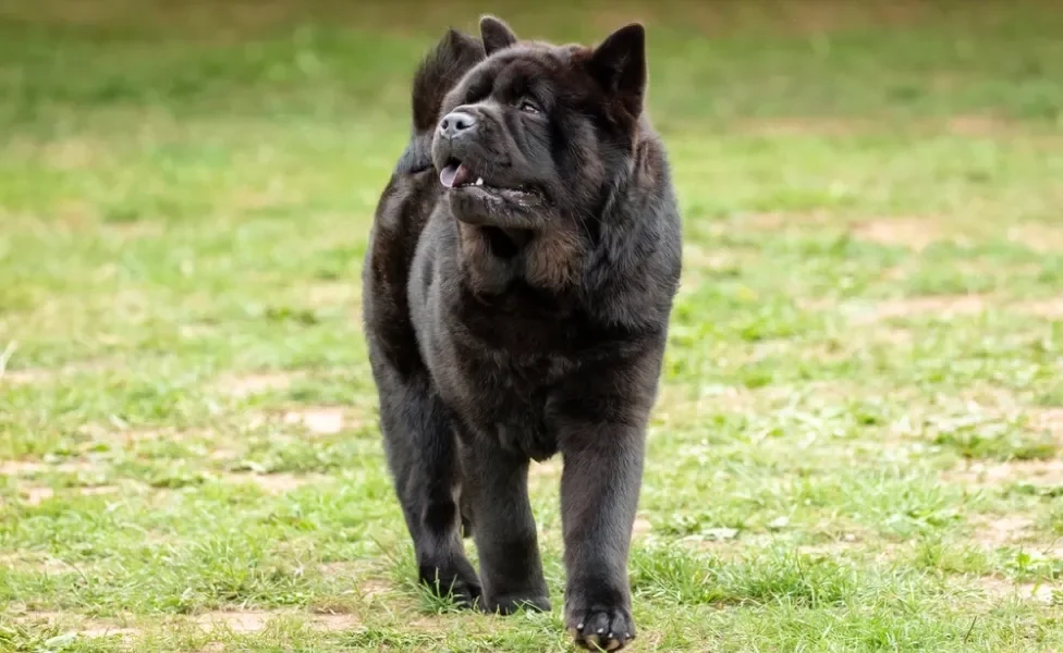 chow chow preto caminhando em parque