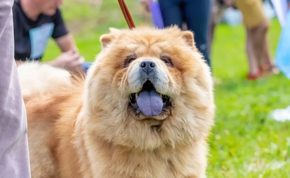 chow chow com a boca aberta e língua azul de fora