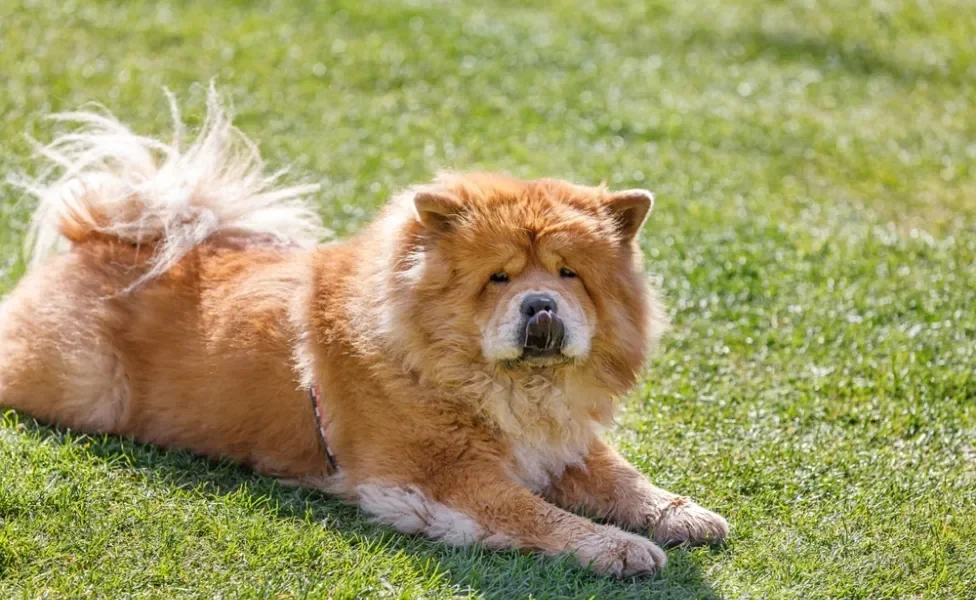 chow chow deitado no gramado