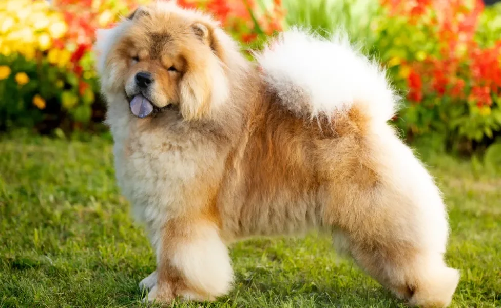 chow chow de pé visto de lado