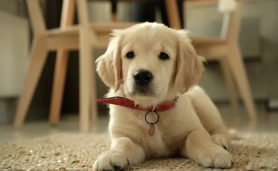 golden retriever filhote com coleira vermelha deitado no chão da sala