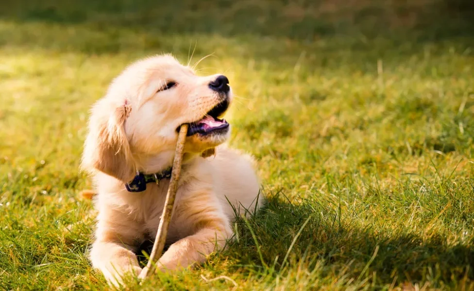 golden retriever filhote mordendo um graveto deitado na grama