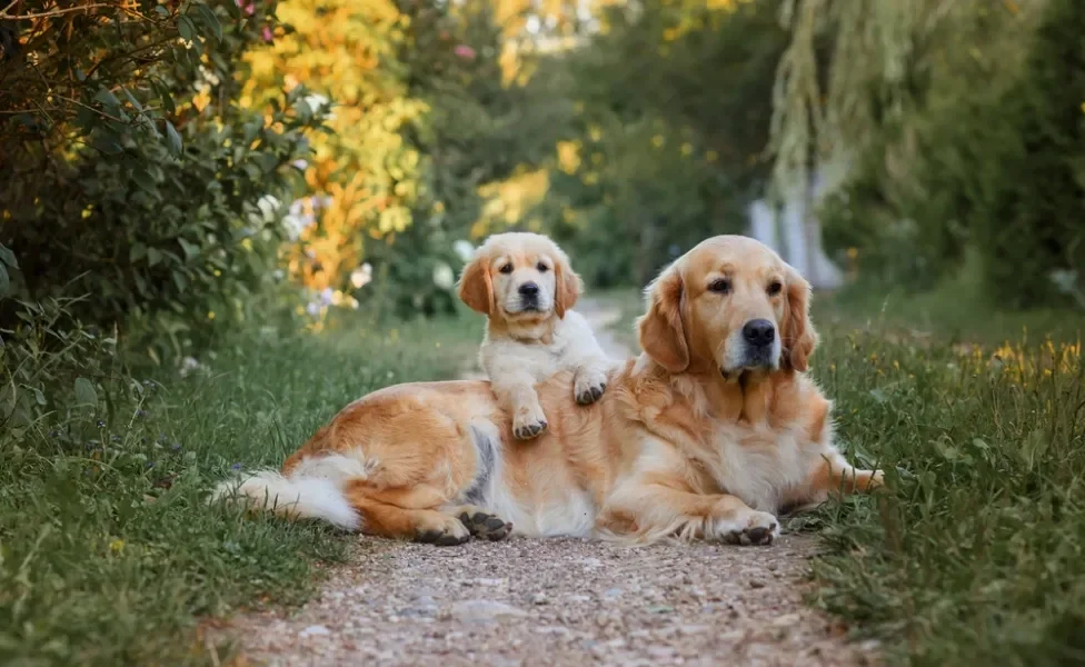 golden retriever filhote deitado em cima da mãe na grama