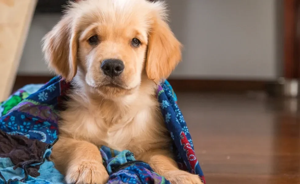 filhote de golden retriever enrolado em mantinha azul