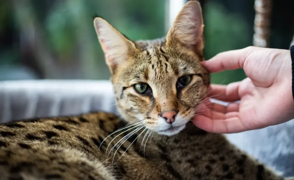 gato Savannah recebendo carinho