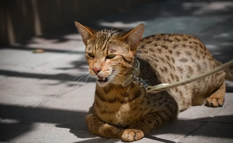 gato Savannah de coleira na varanda