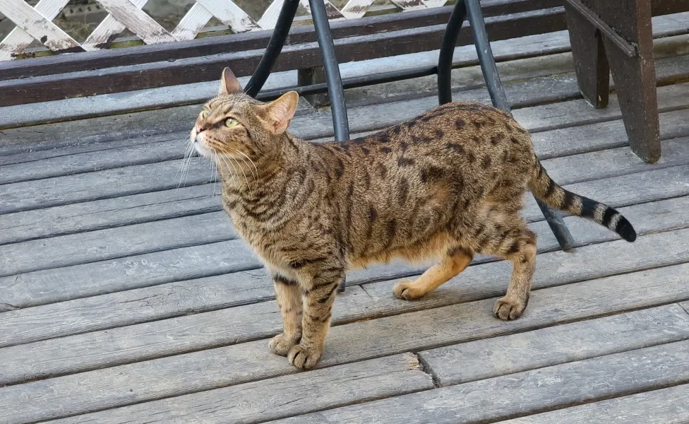 gato Savannah na varanda