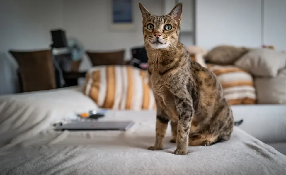 gato savannah sentado no sofá