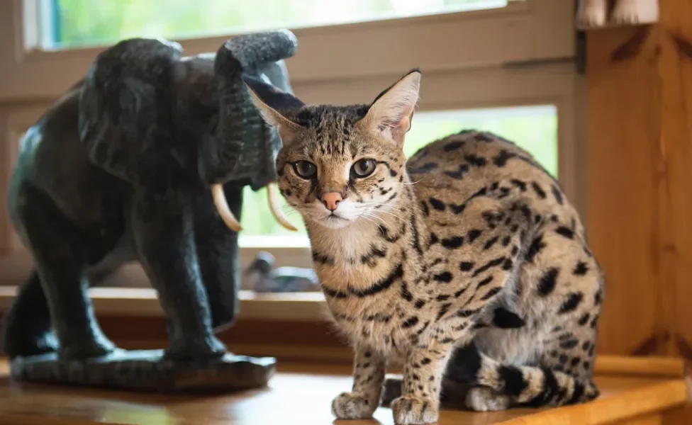 gato Savannah sentado ao lado de estátua