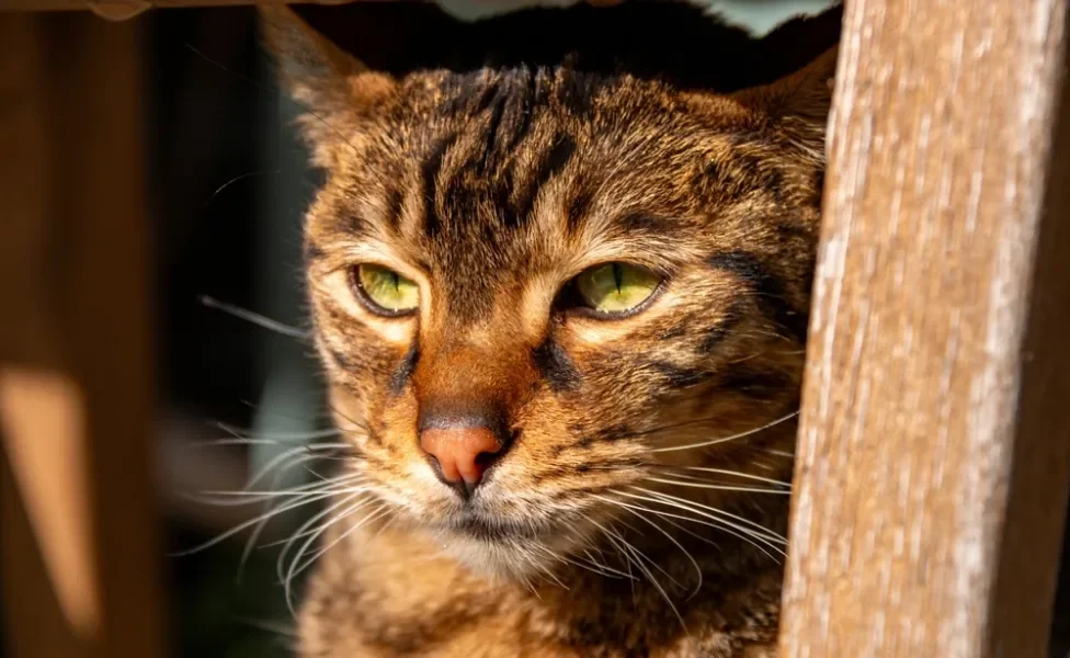 rosto de gato savannah