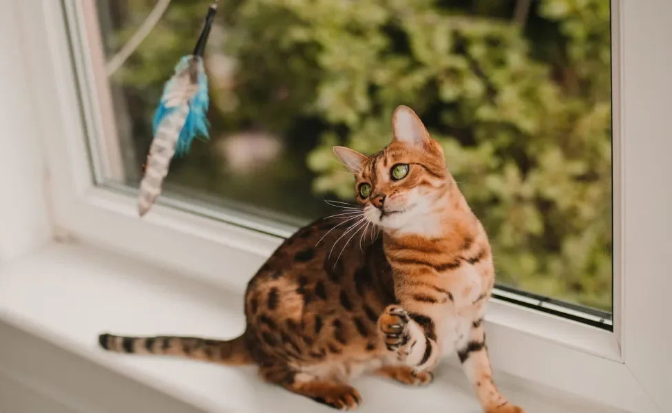 gato Bengal brincando com varinha